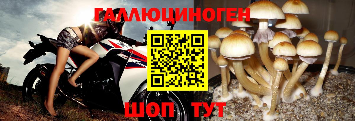 Шумерля  Галлюциногенные грибы GOLDEN TEACHER  что такое   Вход с VPN 